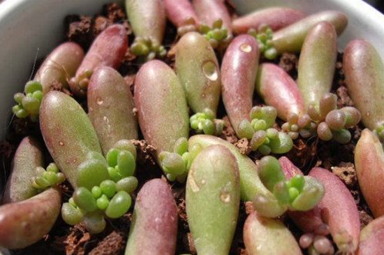 肉多多植物如何繁殖