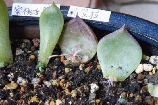 肉多多植物如何繁殖