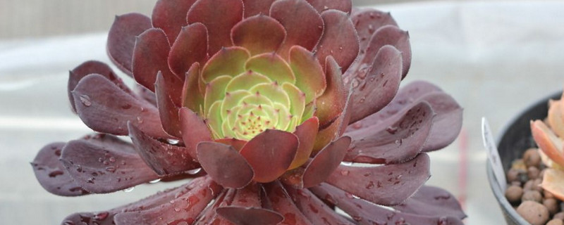 铜壶法师如何养