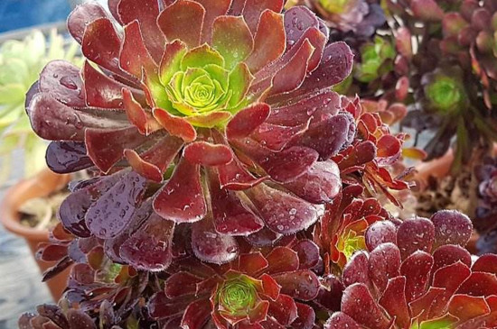 铜壶法师如何养