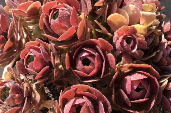 铜壶法师如何养