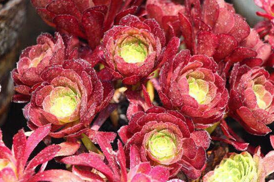 铜壶法师如何养