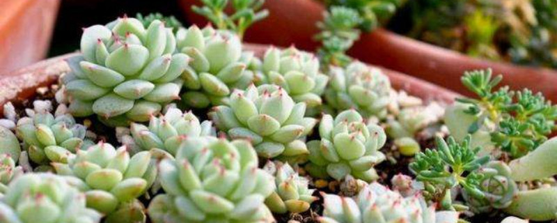 多肉出锦是如何回事