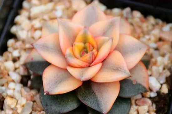 多肉出锦是如何回事