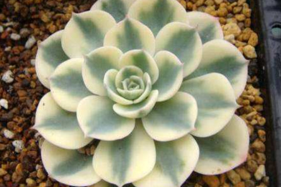 多肉出锦是如何回事