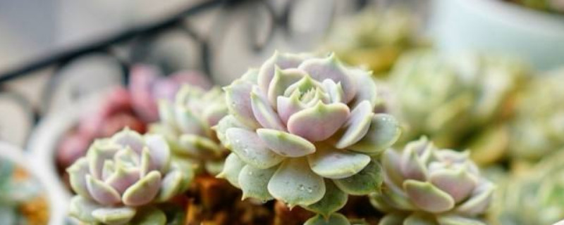 多肉能淋雨吗夏季