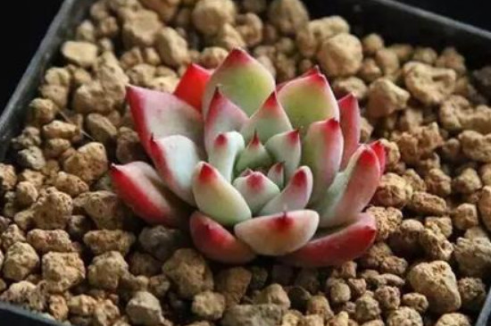 多肉能淋雨吗夏季