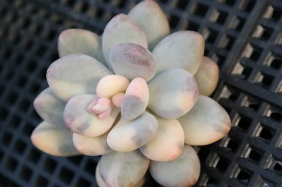 多肉能淋雨吗夏季