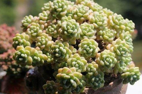 多肉能淋雨吗夏季