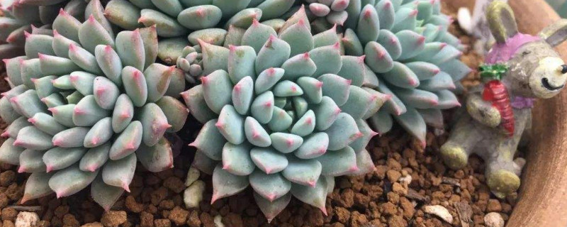 多肉白粉病如何办