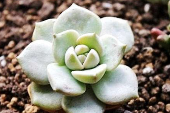 多肉白粉病如何办