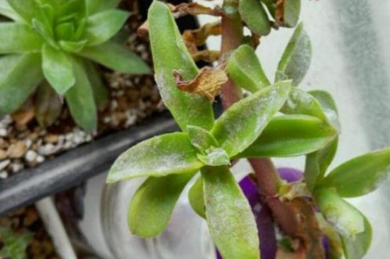 多肉白粉病如何办