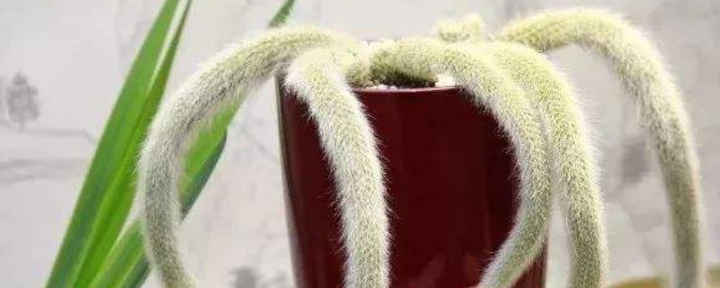 多肉植物九尾狐如何养