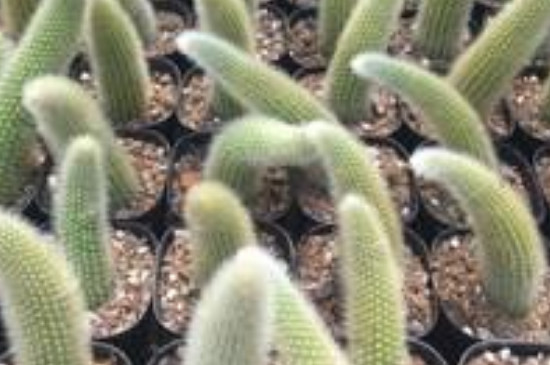 多肉植物九尾狐如何养