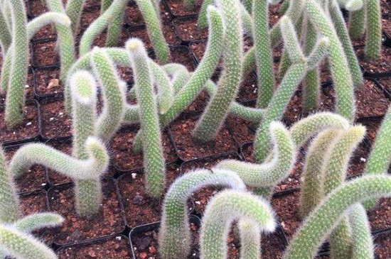 多肉植物九尾狐如何养