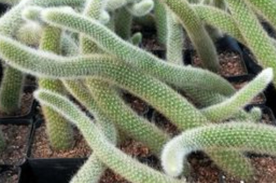 多肉植物九尾狐如何养