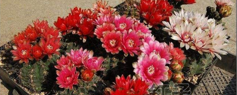 绯花玉变软如何处理