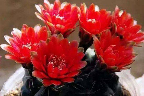 绯花玉变软如何处理