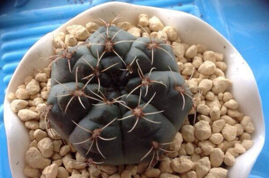 绯花玉变软如何处理