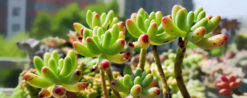 多肉苹果如何服盆快