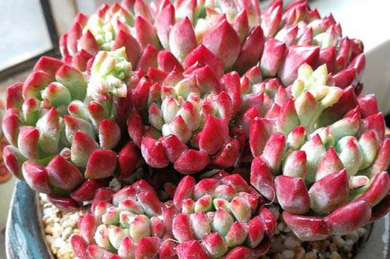 多肉苹果如何服盆快