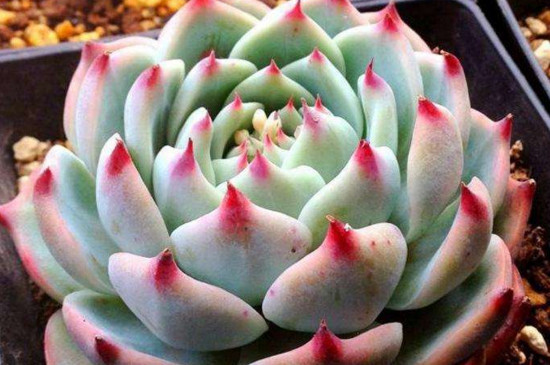 最经典的多肉种类