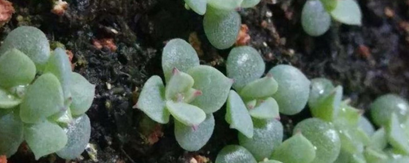如何养多肉植物的种子