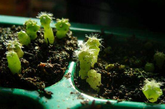 如何养多肉植物的种子