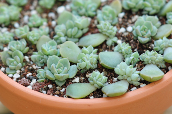 如何养多肉植物的种子