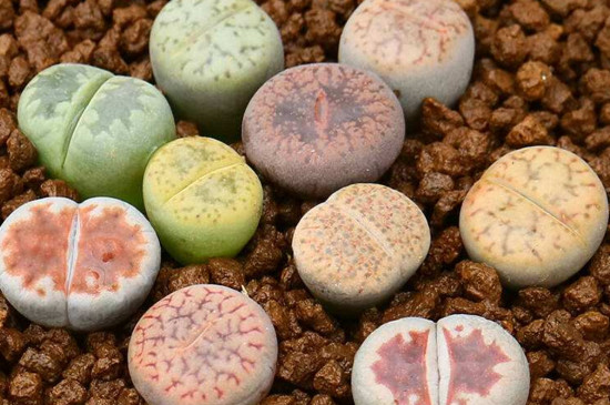 如何养多肉植物的种子