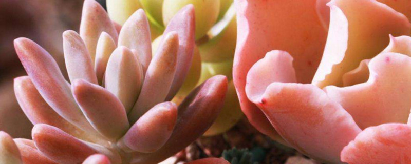 多肉化水如何回事