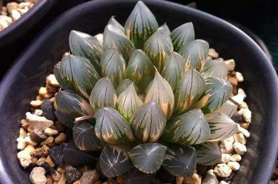 多肉化水如何回事