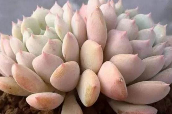 多肉化水如何回事