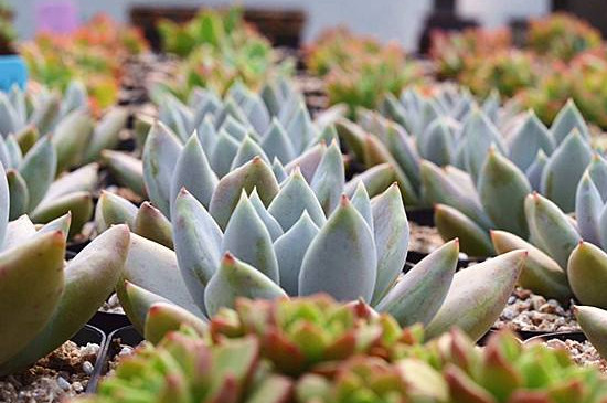 多肉化水如何回事