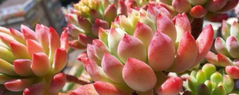 多肉化水后如何救活他