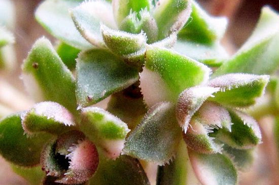 多肉化水后如何救活他