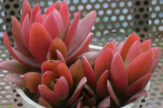 多肉化水后如何救活他