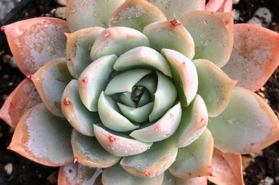 夏季买多肉可以养活吗