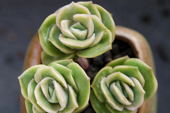 夏季买多肉可以养活吗