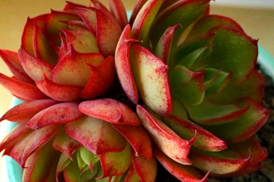 夏季买多肉可以养活吗