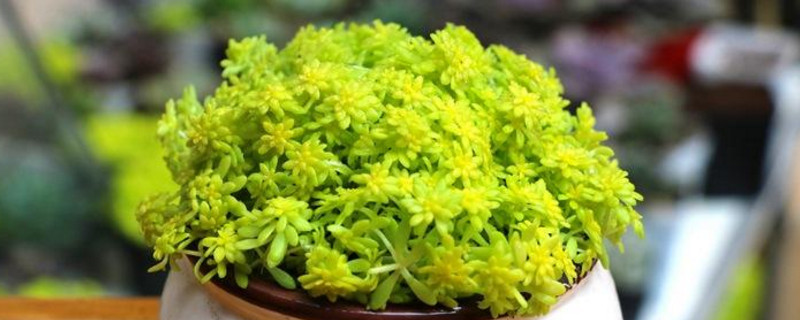 黄金万年草如何分盆