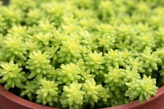 黄金万年草如何分盆