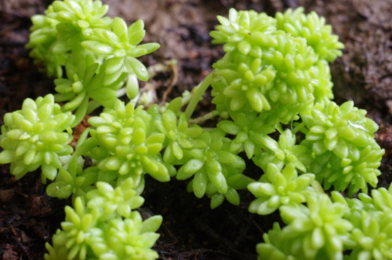 黄金万年草如何分盆