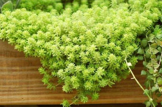 黄金万年草如何分盆