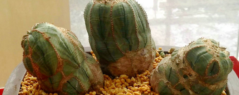 大戟科多肉如何养