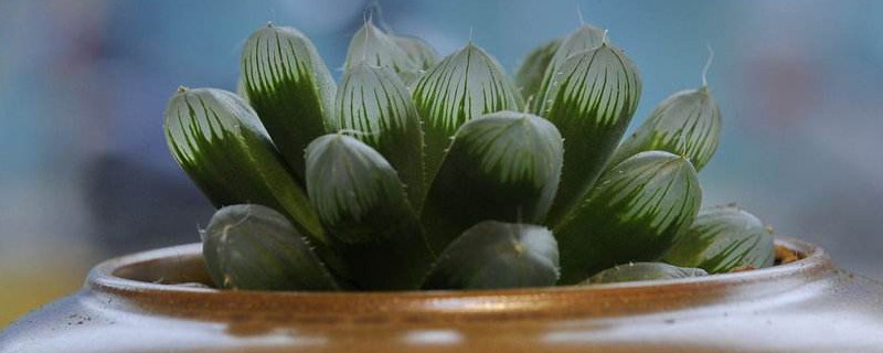 如何让多肉叶子合拢