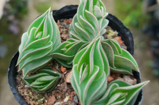 如何让多肉叶子合拢