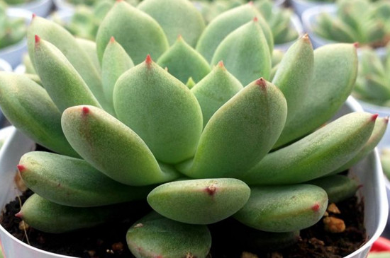 如何让多肉叶子合拢