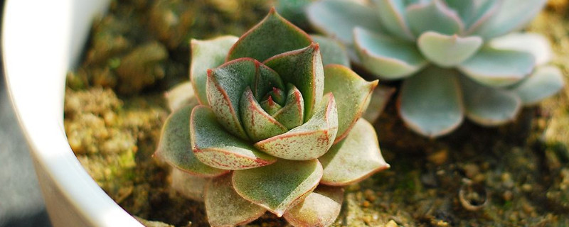 大和锦如何出侧芽