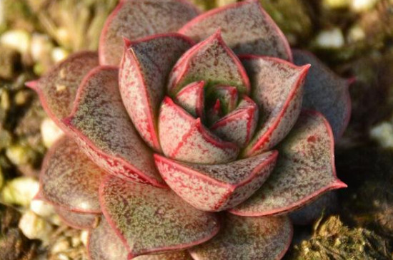 大和锦如何出侧芽